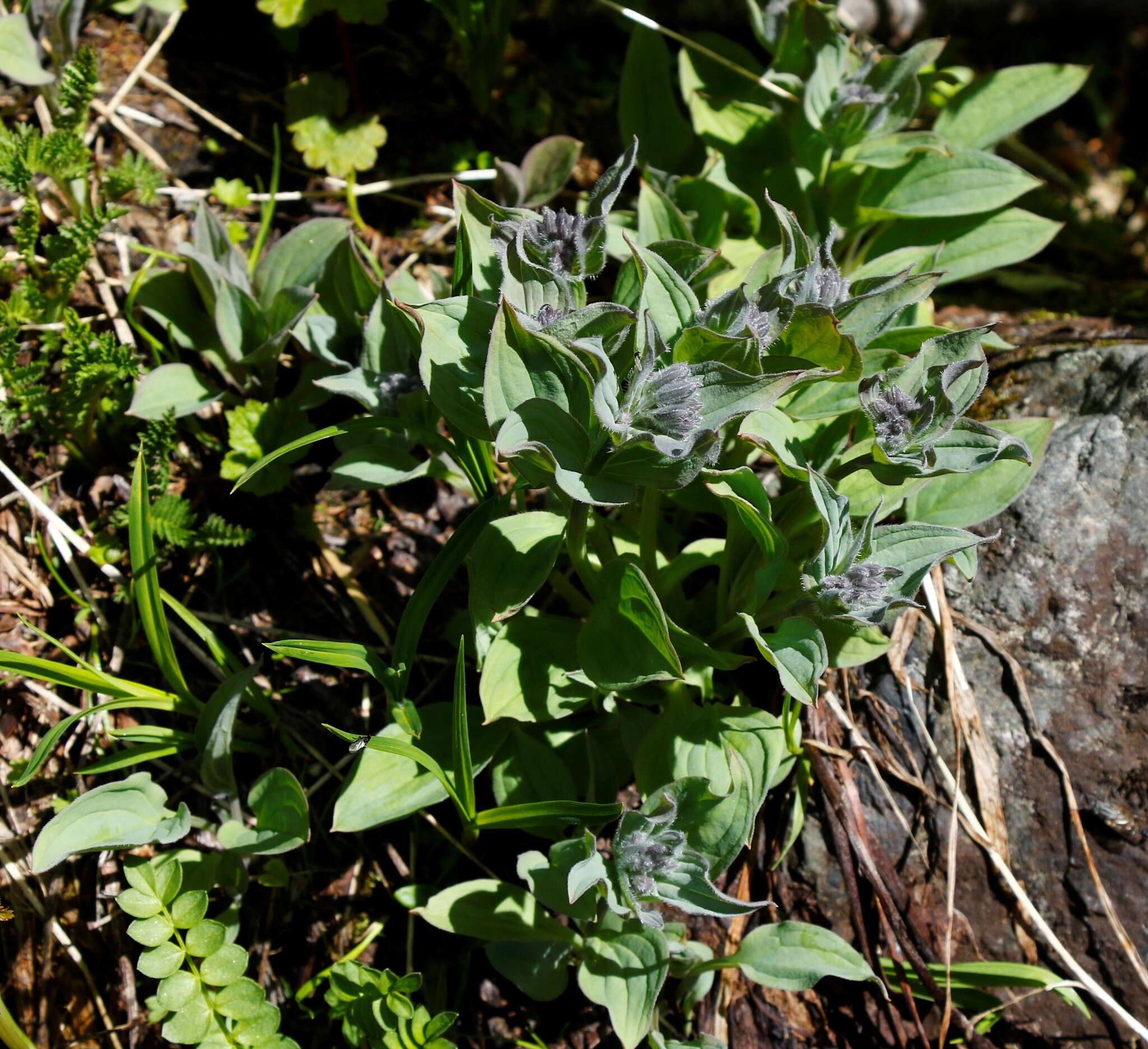 Mertensia pubescens (Roem. & Schult.) DC. resmi