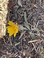 Image of Gazania krebsiana subsp. serrulata (DC.) Rössl.