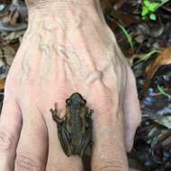 Litoria dentata (Keferstein 1868) resmi