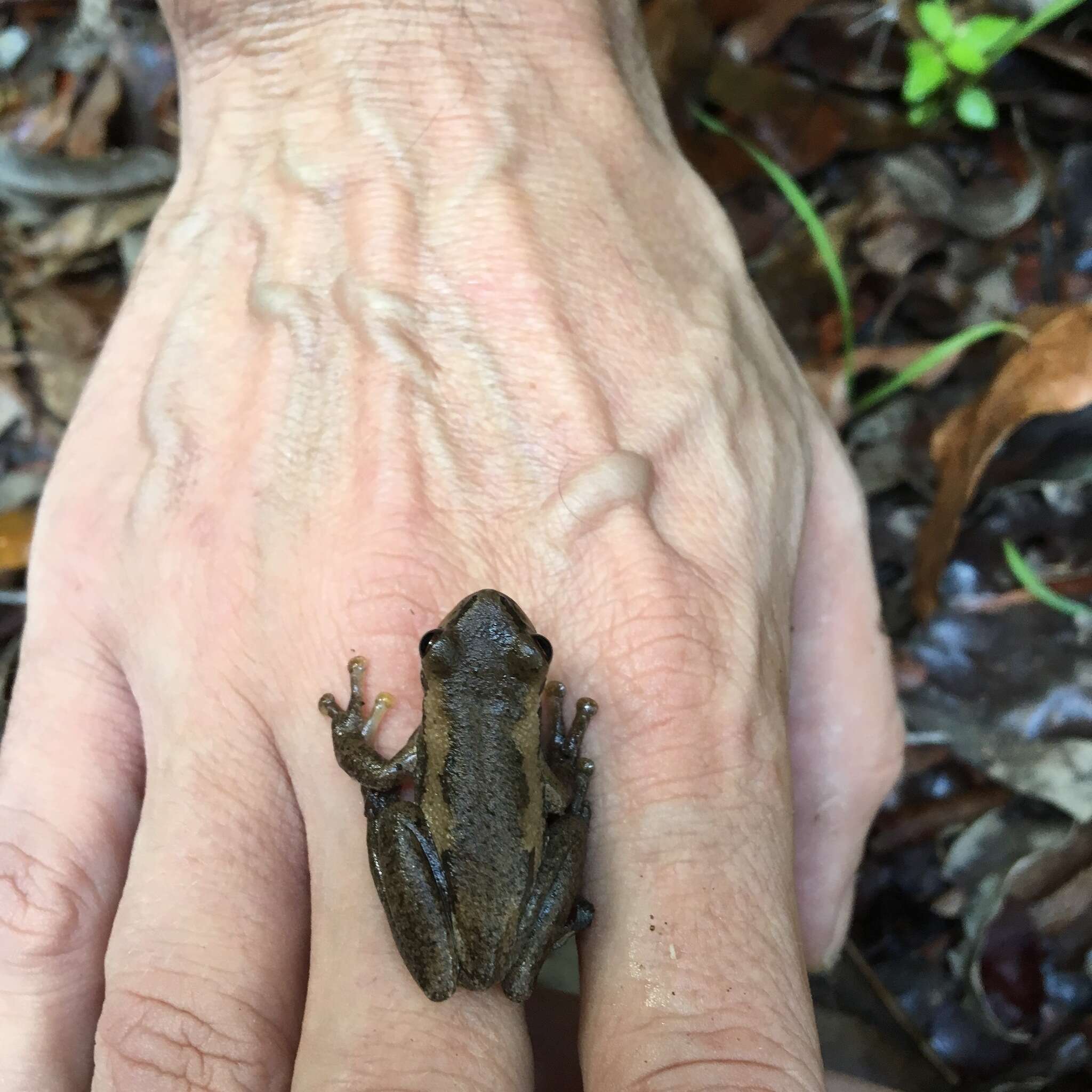 Image of Bleating Tree Frog