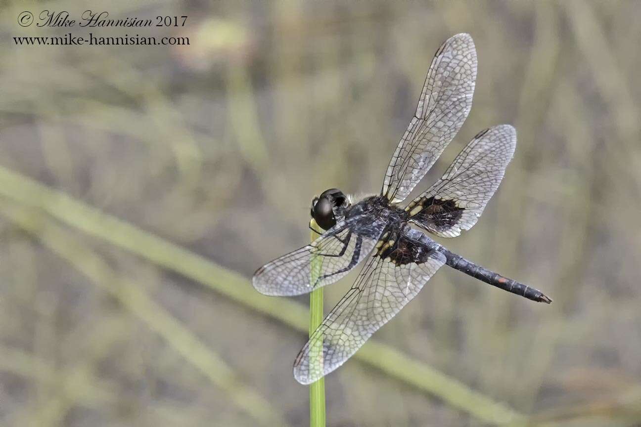 Слика од Celithemis martha Williamson 1922