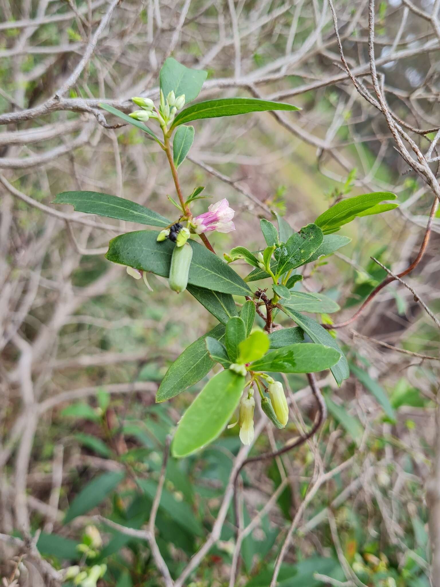 Imagem de Billardiera versicolor F. Müll. ex Klatt