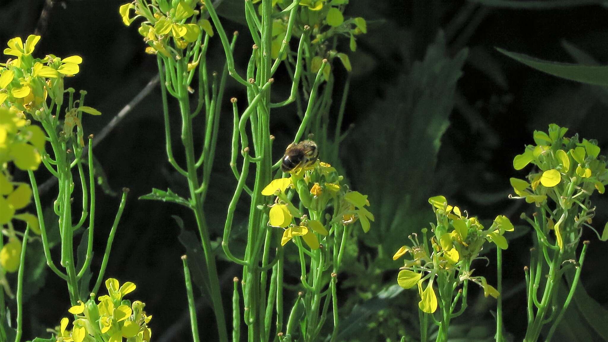 Image of smelly wallflower