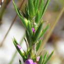 Image of Muraltia brachypetala Dod