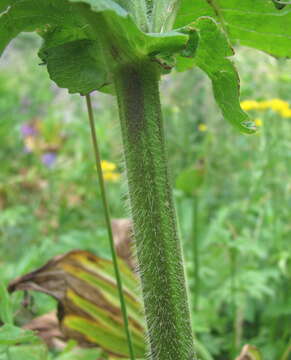 Слика од Knautia involucrata Somm. & Lev.