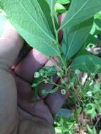 Image of Hairy-Twig Huckleberry