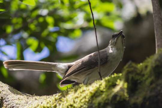 Image of Socorro Mockingbird