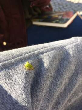 Image of Buffalo treehopper