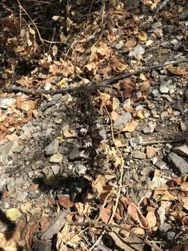 Image of Rock Creek broomrape