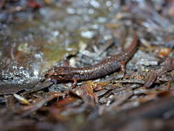 Image of Pygmy Salamander