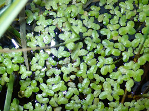 Image of Lesser Duckweed