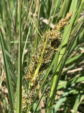 Image of Carex schweickerdtii (Merxm. & Podlech) Luceño & Martín-Bravo