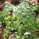 Image of Adiantum andicola Liebm.