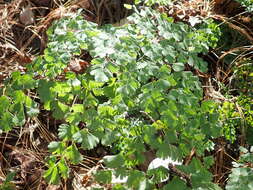 Adiantum andicola Liebm.的圖片