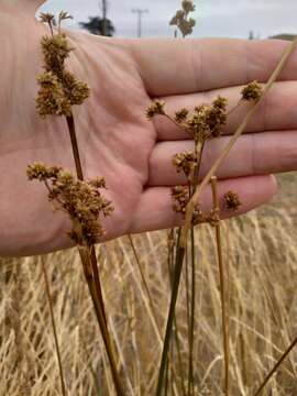 Image of Juncus australis J. D. Hook.