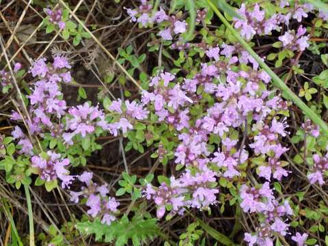 Thymus bashkiriensis Klokov & Des.-Shost. resmi