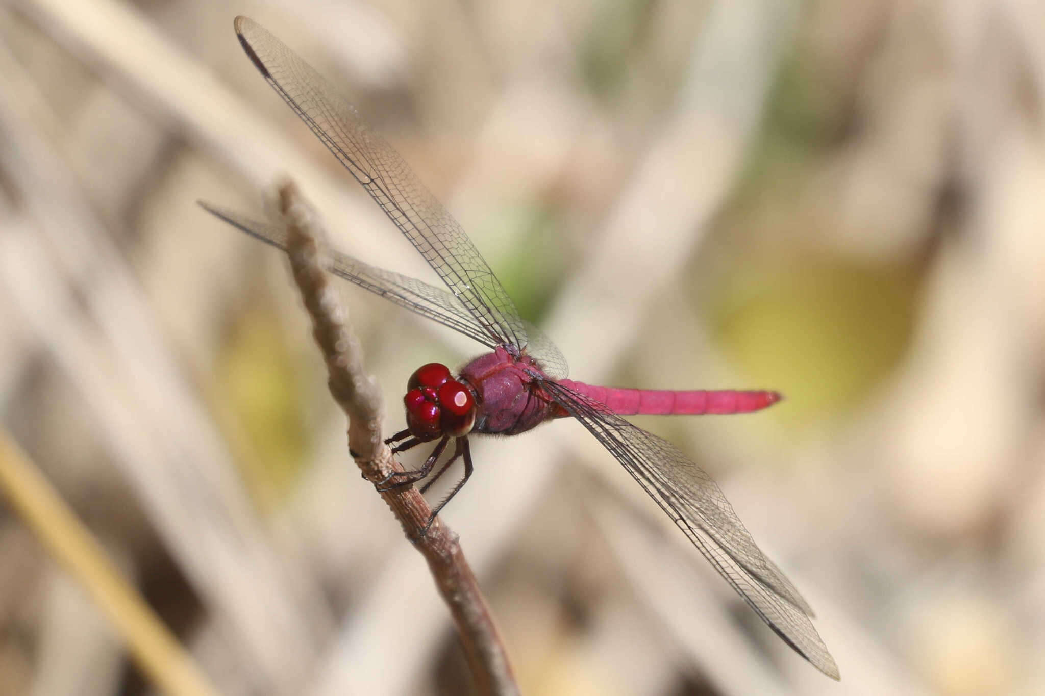 Image of Orthemis macrostigma (Rambur 1842)