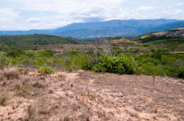 Image de Echinopsis calorubra Cárdenas