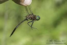 Image of Fine-lined Emerald