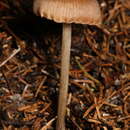 Imagem de Entoloma incanosquamulosum (Largent) Noordel. & Co-David 2009