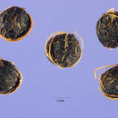 Image of Paederia