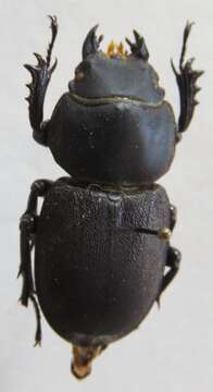 Image of Apterodorcus