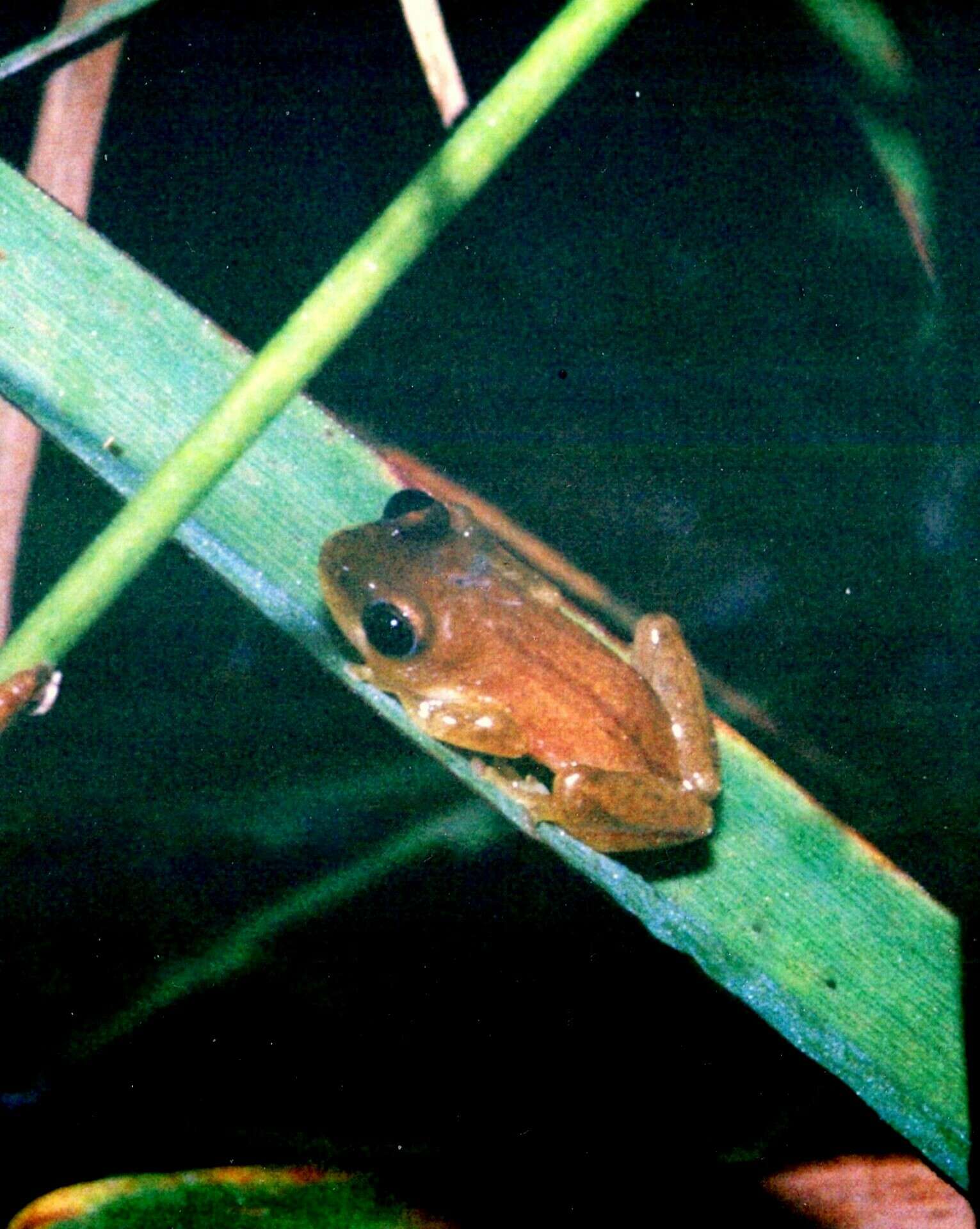 Image of Mitchell's Reed Frog