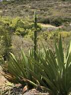 Image de Agave karatto Mill.