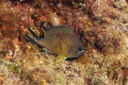 Image of Azores Chromis