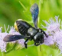 Megachile xylocopoides Smith 1853 resmi