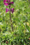 Image of Pedicularis crassirostris Bunge