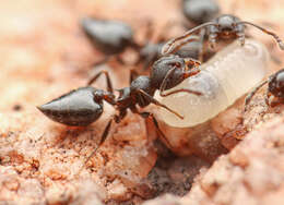 Image of Crematogaster opaca Mayr 1870