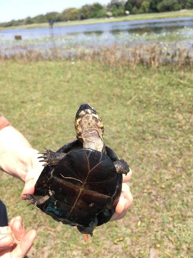 Image of Okavango Mud Turtle