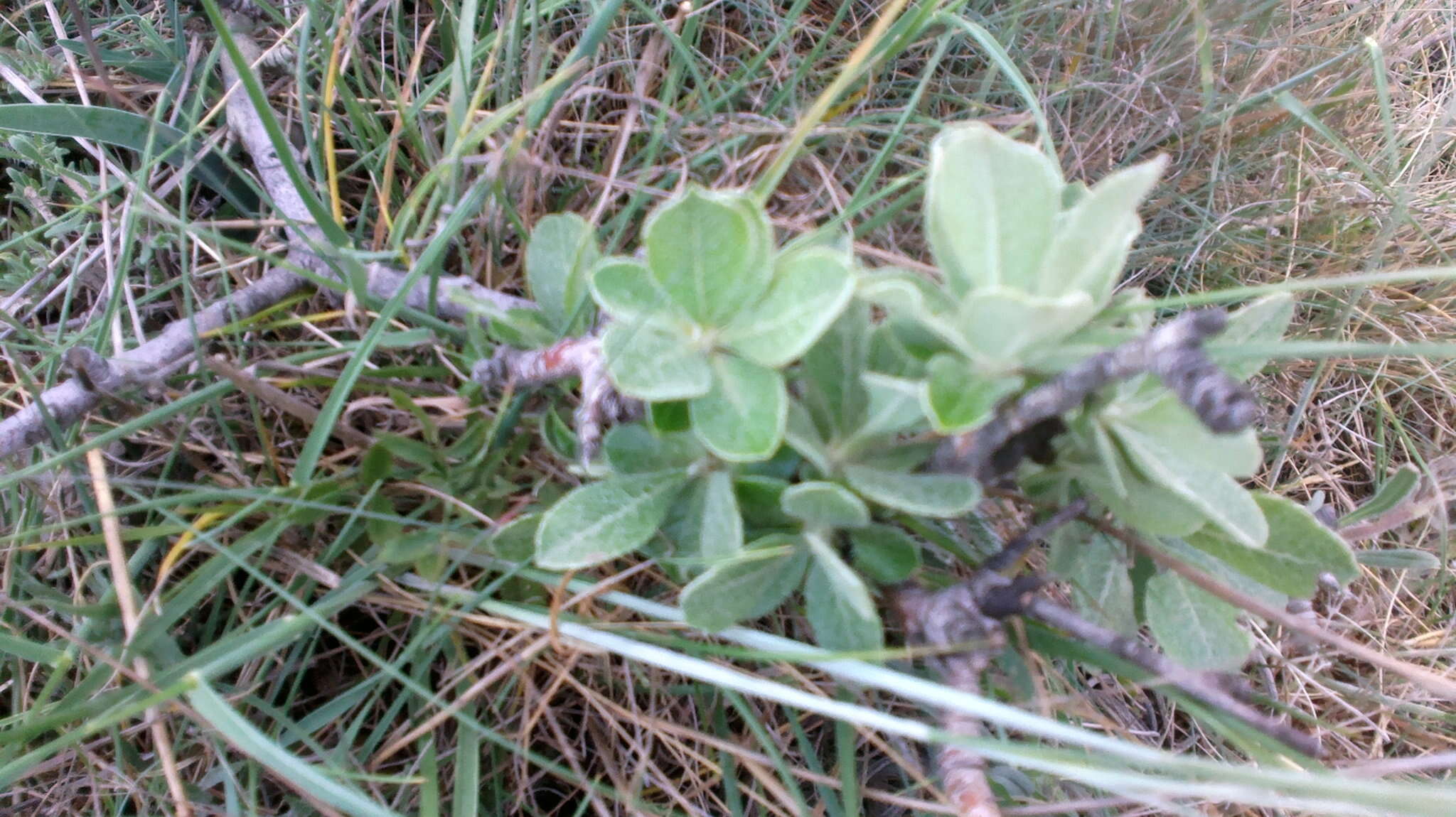 Pyrus elaeagrifolia Pall. resmi