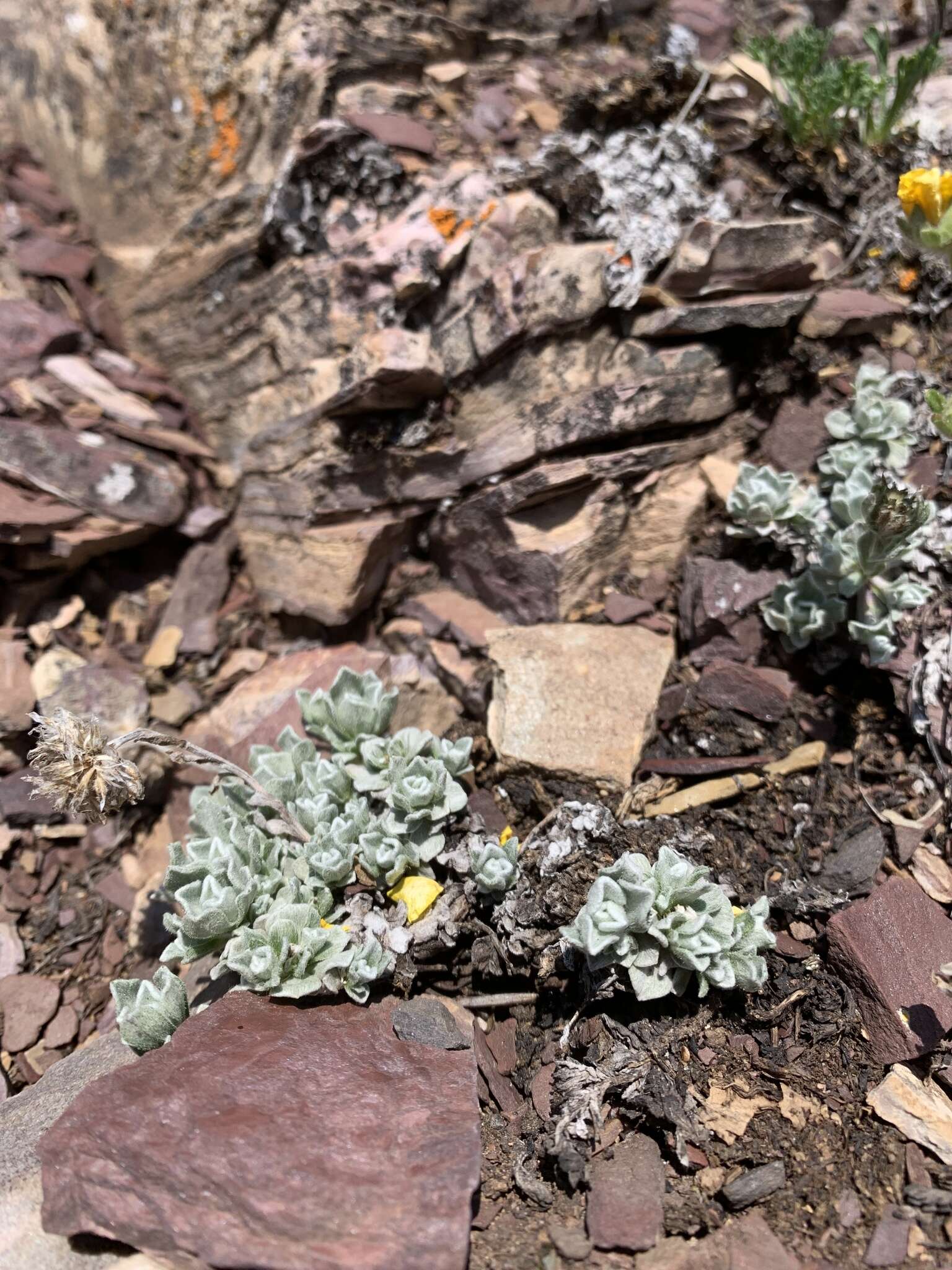 Imagem de Antennaria aromatica E. F. Evert