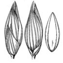 Image of Panicum havardii Vasey