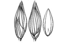 Image of Panicum havardii Vasey