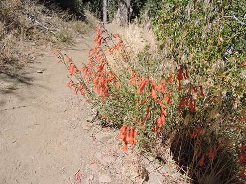 Слика од Penstemon rostriflorus Kellogg