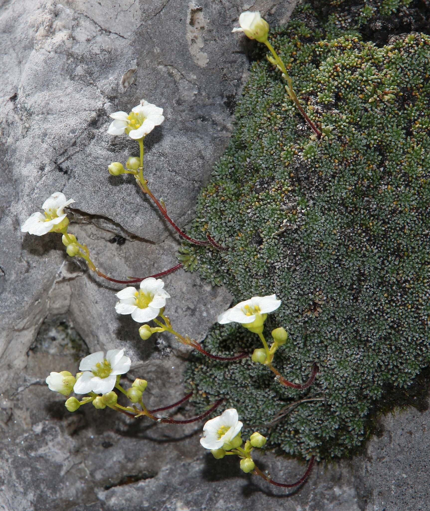 Sivun Saxifraga squarrosa Sieber kuva