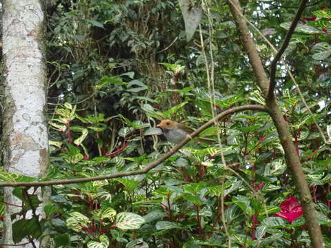 Image of Rufous-faced Warbler