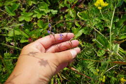 Image of Polygala tenuifolia Willd.