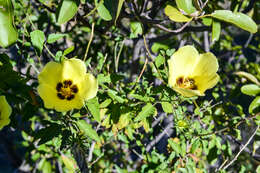 Image of desert rosemallow