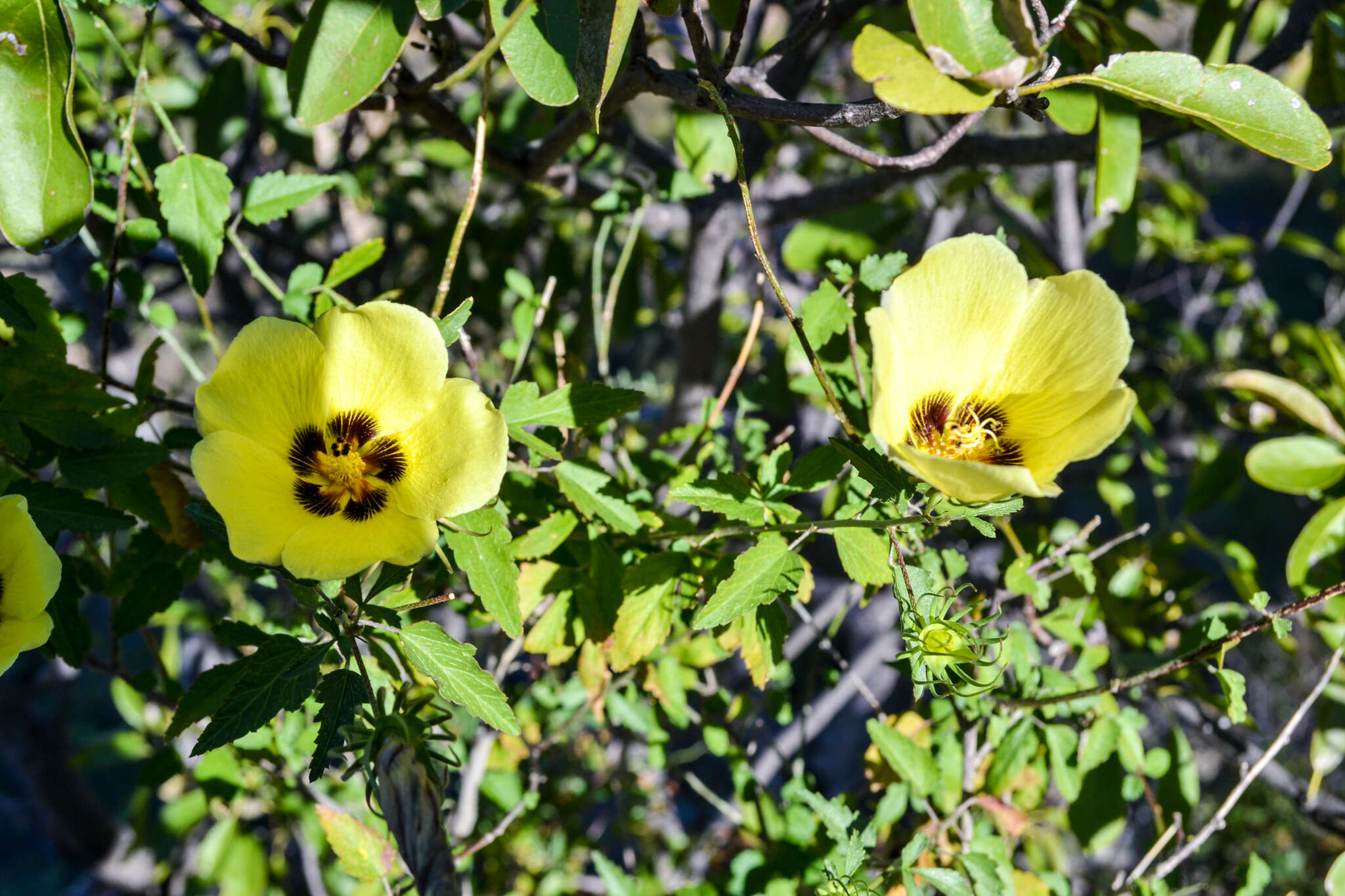 Image of desert rosemallow