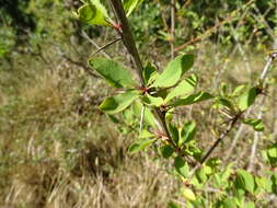 Image of Berberis vulgaris subsp. vulgaris