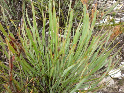 Image of Protea intonsa Rourke