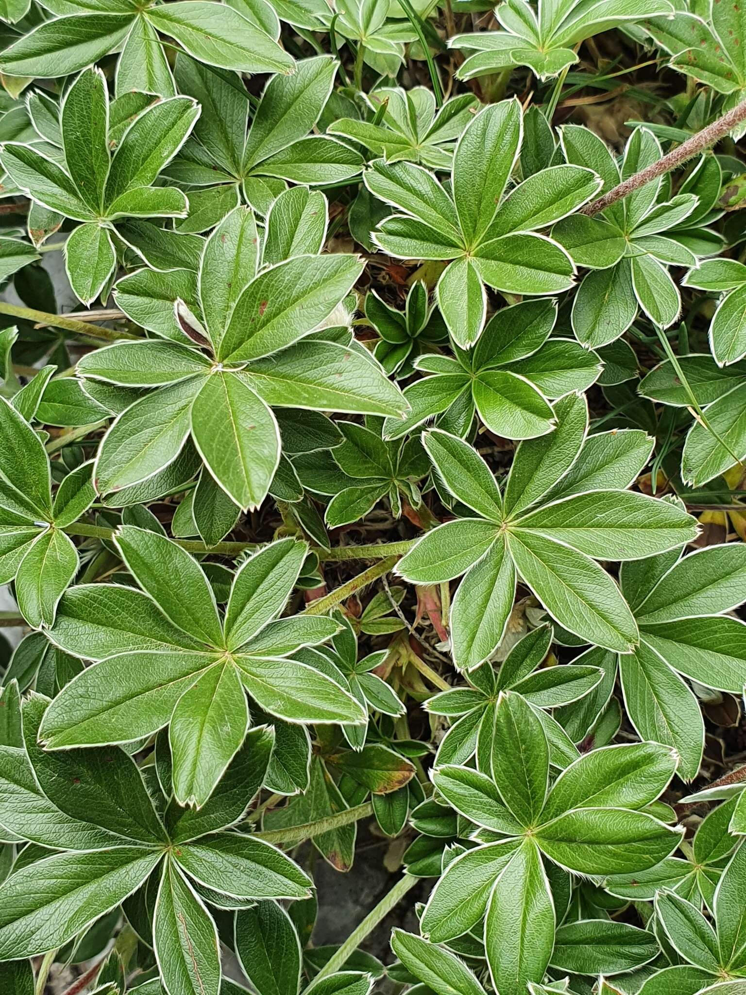 Image of Potentilla alchimilloides Lapeyr.