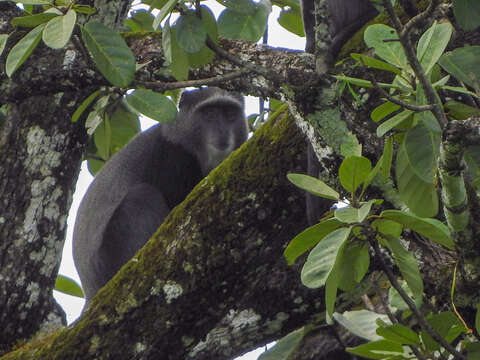 Image of Cercopithecus mitis opisthostictus Sclater 1894