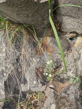 Слика од Cerastium brachypetalum Desf. ex Pers.