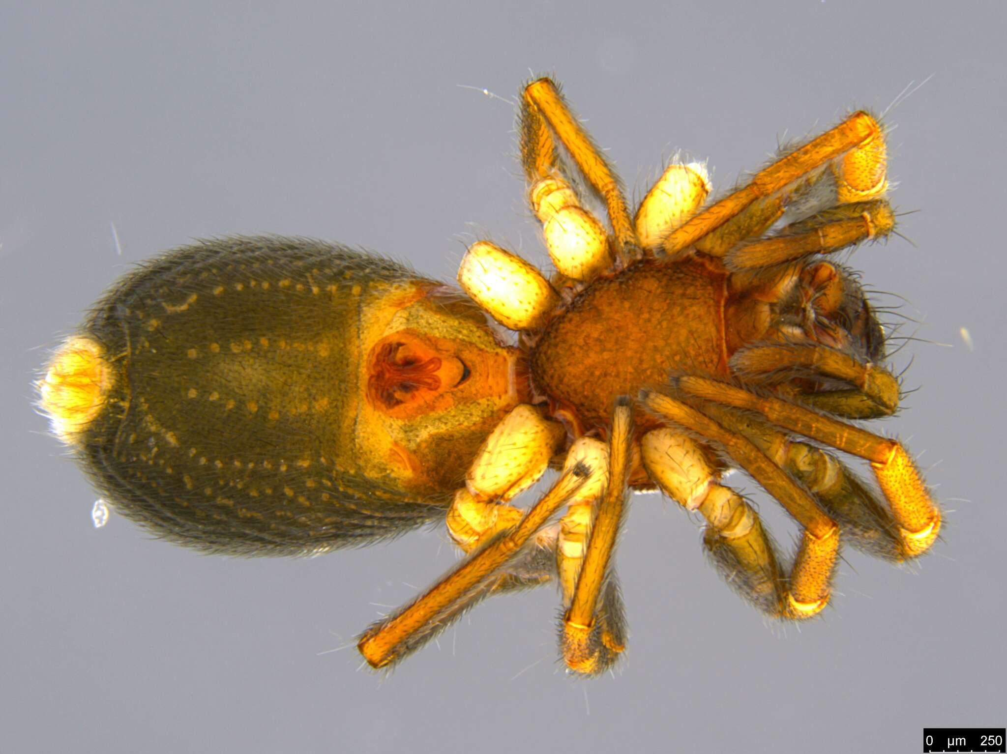 Image de Queenvic piccadilly Platnick 2000