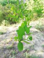 Image of Erythroxylum havanense Jacq.